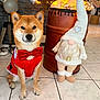 dog, shiba_inu, red_bow_tie, red_outfit, gnome, christmas_tree, christmas_lights, holiday_decor, indoor, tiled_floor, festive, decorations, cute, pet, animal, sitting, cozy, ornament, home, holiday