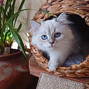 Allen participe au concours pour gagner de l'argent avec cette photo : animal, basket, blue_eyes, cat, close_up, cozy, curious, cute, domestic_animal, feline, fluffy, indoor, kitten, pet, plant, pot, soft_fur, whiskers, wooden_surface, woven