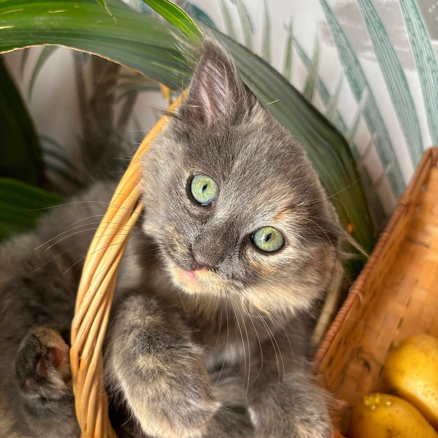 Maya participe au concours pour gagner de l'argent avec cette photo : abyssinian, animal, banana, basket, cat, citrusfruit, food, fruit, grapefruit, hardwood, kitten, manx, pear, pet, plant, produce, siamese, wood