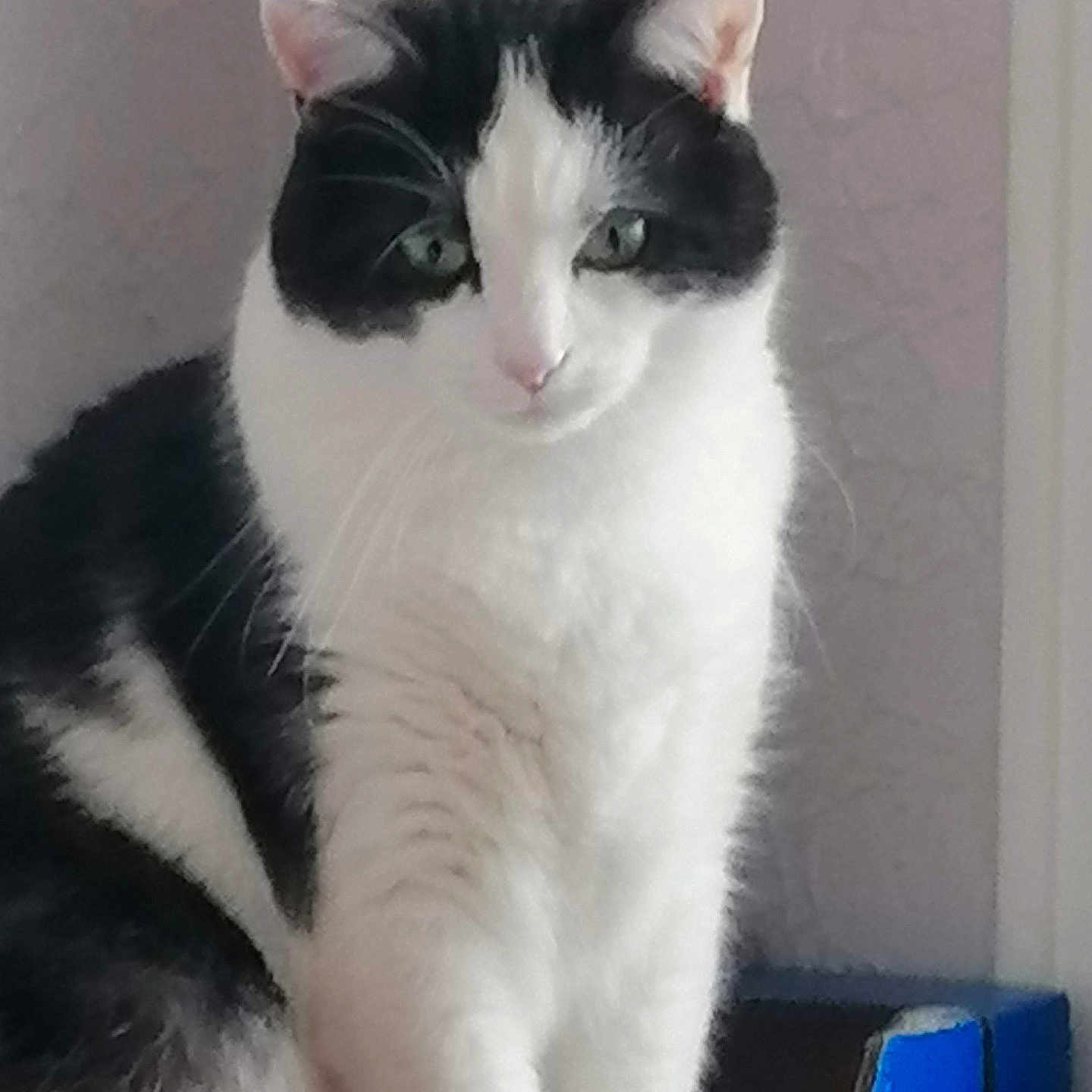 Bobey a rejoint le concours — aidez-le/la à gagner de superbes lots ! animal, black_and_white, box, cat, close_up, cute, domestic, ears, feline, fur, furniture, green_eyes, household, indoor, looking, pet, portrait, resting, sitting, whiskers