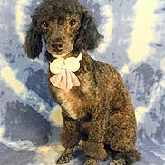 Rena Faye is registered to the contest to win money with this photo: dog, poodle, pet, portrait, sitting, bow, pink_bow, curly_fur, black_fur, brown_fur, long_ears, dark_eyes, nose, paws, groomed, indoor, blanket, blue_background, close_up, formal_pose