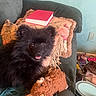 dog, black_dog, fluffy, puppy, sitting, armchair, couch, stuffed_animal, plush_toy, book, red_book, pet, companion_animal, indoors, living_room, portrait, happy, open_mouth, fur, home_decor