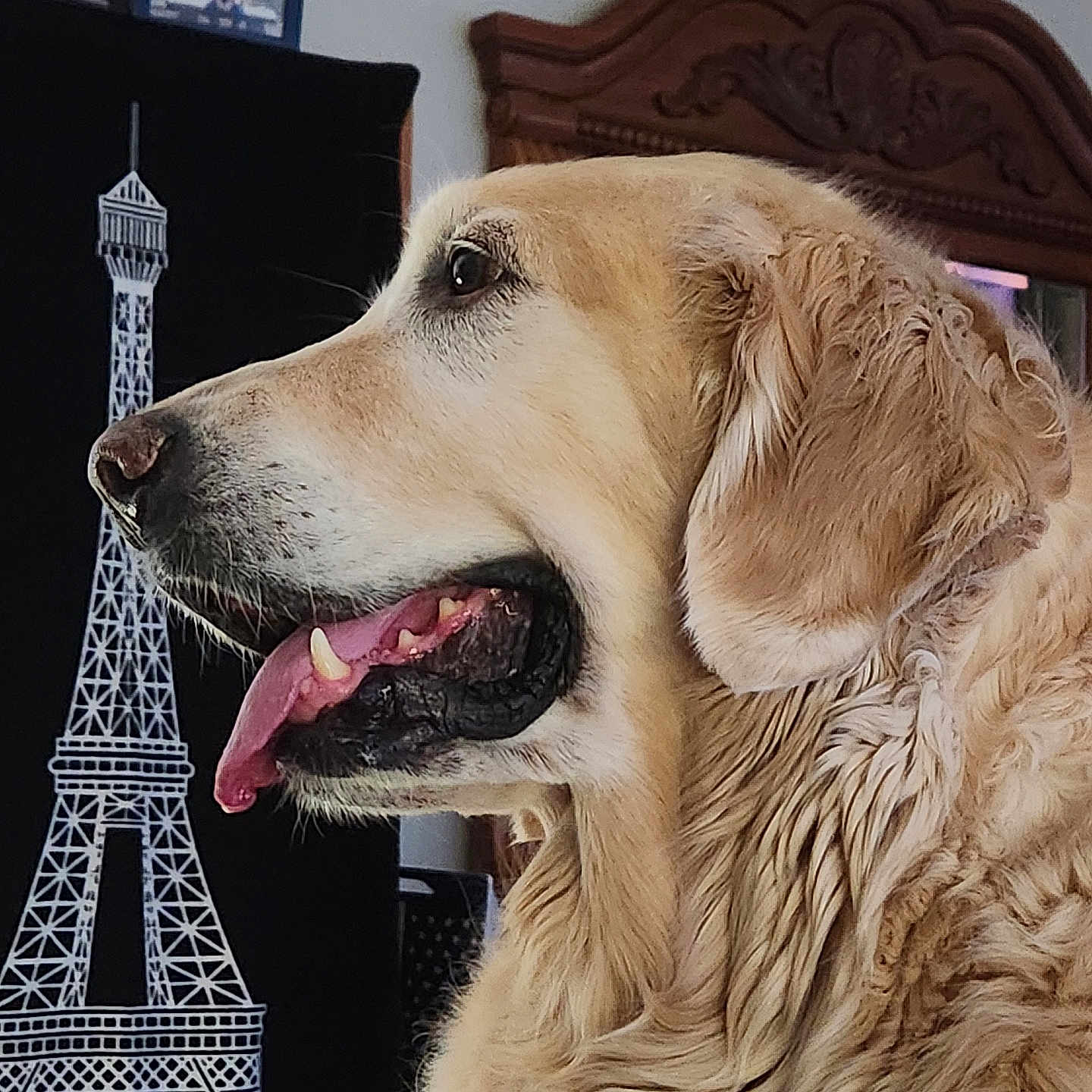 Cody is registered to the contest to win money with this photo: dog, golden_retriever, pet, indoor, profile, tongue_out, fur, animal, portrait, eiffel_tower, decoration, wooden_furniture, home, closeup, canine, cute, friendly, mammal, companion, relaxed