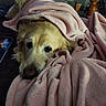 Cody joined the competition — help win amazing prizes! dog, golden_retriever, blanket, pink_blanket, bed, cozy, indoor, pet, sleepy, fur, animal, resting, snuggled, comfort, home, furniture, wood, living_room, soft, relaxation
