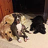 Cody is registered to the contest to win money with this photo: dog, golden_retriever, puppy, black_dog, indoor, floor, resting, lying_down, sitting, pet, canine, animal, companion, cute, relaxed, curious, collar, furry, household, cozy