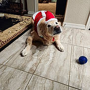 Cody is registered to the contest to win money with this photo: dog, golden_retriever, santa_hat, santa_outfit, toy, blue_ball, tile_floor, indoor, carpet, furniture, curious, pet, holiday, christmas, cute, animal, canine, lying_down, looking_up, domestic