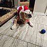 dog, golden_retriever, santa_hat, santa_outfit, toy, blue_ball, tile_floor, indoor, carpet, furniture, curious, pet, holiday, christmas, cute, animal, canine, lying_down, looking_up, domestic
