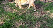 Cody is registered to the contest to win money with this photo: dog, golden_retriever, grass, yard, plant_pot, metal_frame, person, shorts, sandals, shadow, sunlight, fence, outdoor, pet, animal, greenery, summer, casual, funny, confused
