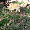 dog, golden_retriever, grass, yard, plant_pot, metal_frame, person, shorts, sandals, shadow, sunlight, fence, outdoor, pet, animal, greenery, summer, casual, funny, confused