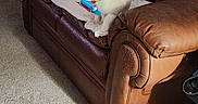 Bandit joined the competition — help win amazing prizes! animal, blanket, blue_eyes, brown_leather, carpet, cat, couch, cozy, domestic, ears, feline, fur, home, indoor, living_room, pet, playful, sitting, toy, white_cat