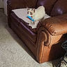animal, blanket, blue_eyes, brown_leather, carpet, cat, couch, cozy, domestic, ears, feline, fur, home, indoor, living_room, pet, playful, sitting, toy, white_cat