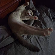 Bandit is registered to the contest to win money with this photo: animal, bed, cat, cozy, cute, dark, feline, fur, indoor, mammal, paw, pet, pillow, relaxing, resting, shadow, sleeping, stretching, tail, whiskers