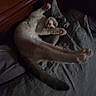 animal, bed, cat, cozy, cute, dark, feline, fur, indoor, mammal, paw, pet, pillow, relaxing, resting, shadow, sleeping, stretching, tail, whiskers
