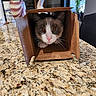 Bandit is registered to the contest to win money with this photo: animal, brown, cardboard_box, cat, close_up, curious, domestic, eyes, flower_vase, furniture, granite_countertop, home, indoor, kitchen, pets, pink_nose, plants, tail, whiskers, white