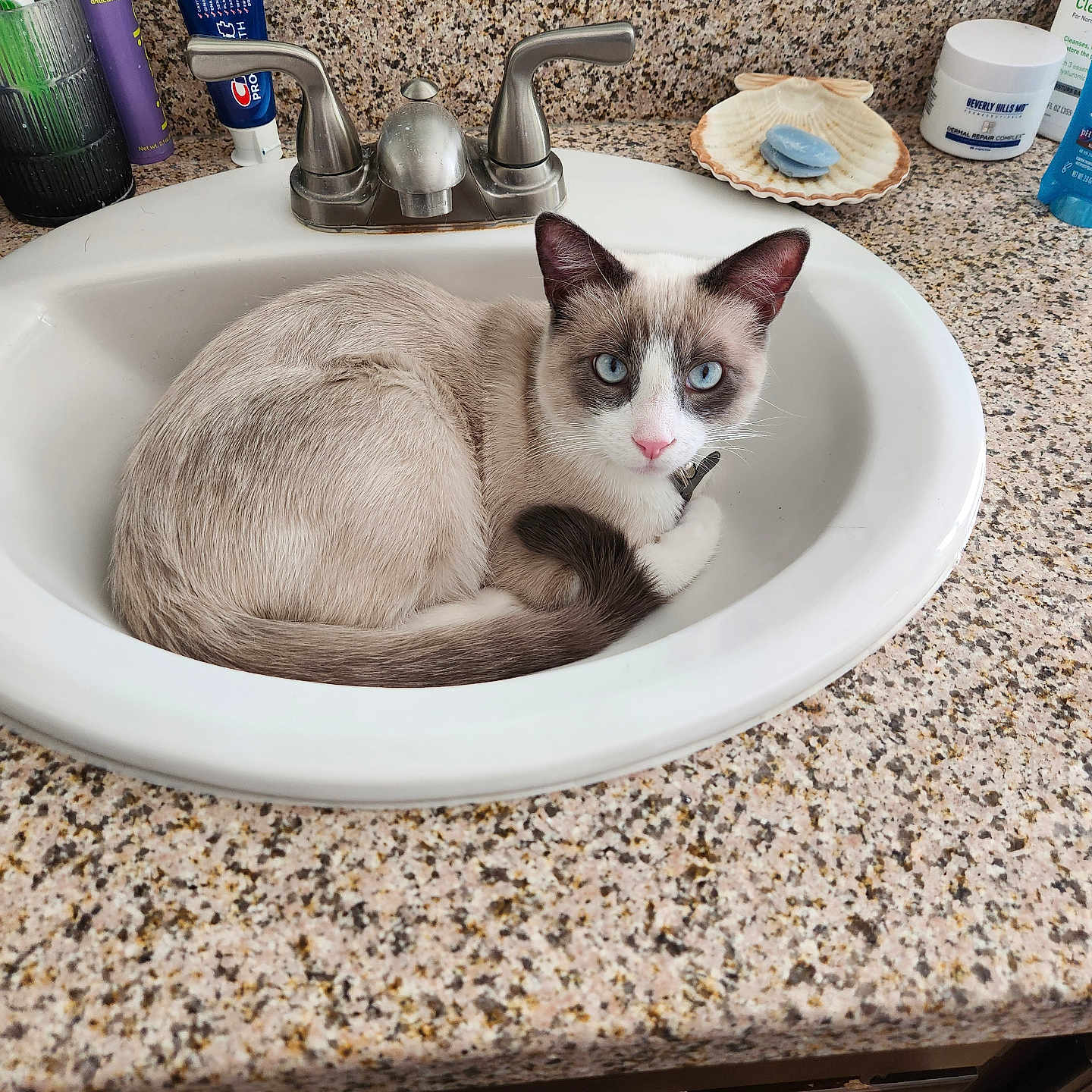 Bandit joined the competition — help win amazing prizes! bathroom, blue_eyes, brown, cat, clean, countertop, curled_up, domestic_animal, faucet, fur, indoor, pet, pink_nose, relaxed, seashell, sink, soap, toiletries, towel, white