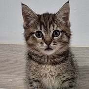 Biscotte a rejoint le concours — aidez-le/la à gagner de superbes lots ! kitten, cat, tabby, animal, pet, sitting, portrait, close_up, fur, striped_fur, big_ears, round_eyes, whiskers, paws, green_toy, fluffy_toy, bed, indoor, cute, photography