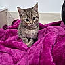 kitten, cat, tabby, feline, animal, pet, sitting, portrait, closeup, indoors, bedroom, blanket, magenta, purple, fluffy, fur, ears, whiskers, eyes, cute