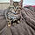 Biscotte