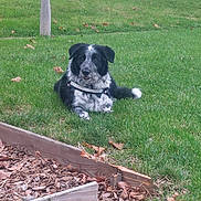 Naya a rejoint le concours — aidez-le/la à gagner de superbes lots ! dog, black_and_white, grass, lawn, outdoor, pet, animal, wood, garden_bed, leaves, nature, canine, relaxed, daylight, summer, fur, collar, friendly, resting, cute