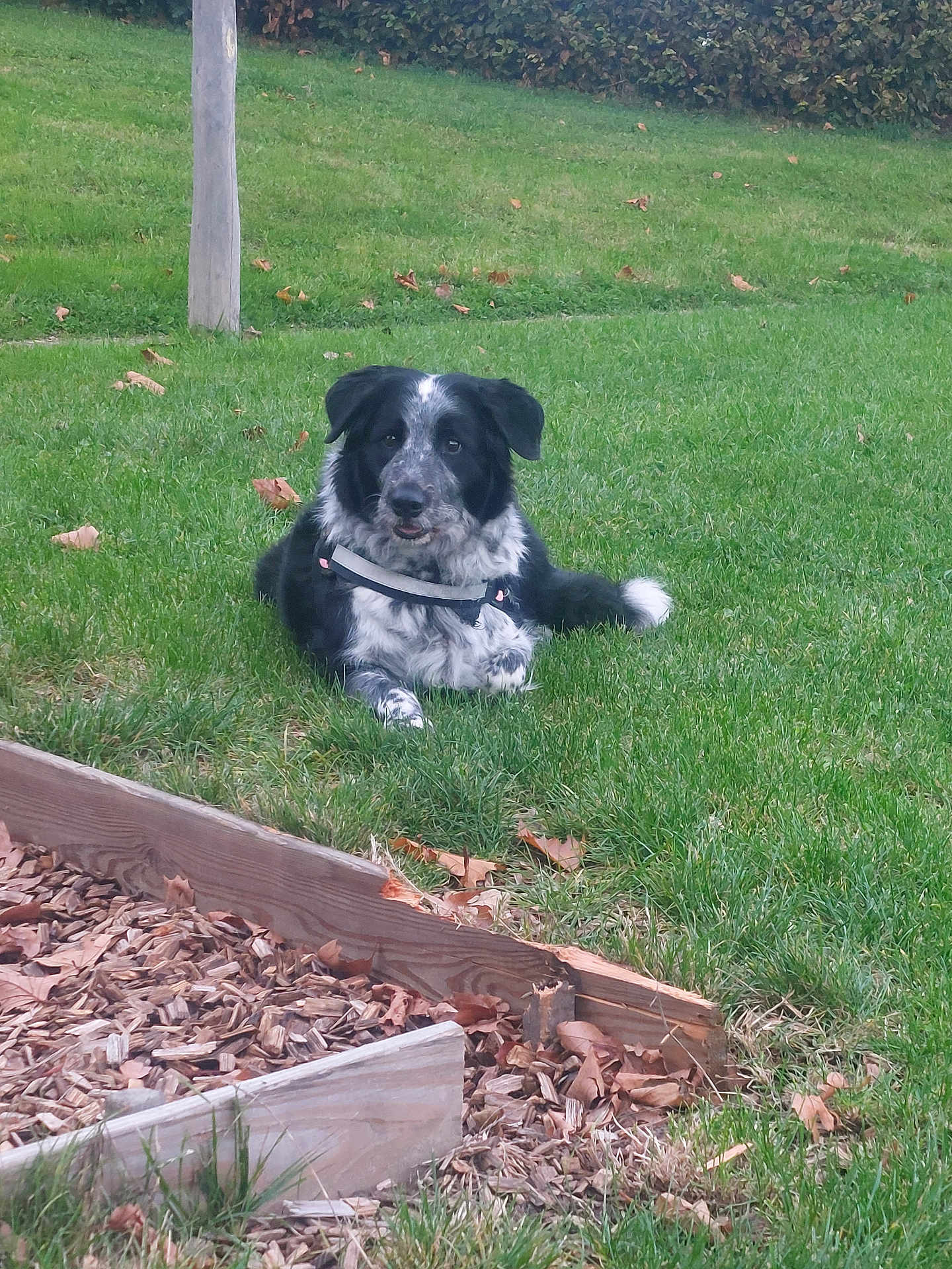 Naya a rejoint le concours — aidez-le/la à gagner de superbes lots ! dog, black_and_white, grass, lawn, outdoor, pet, animal, wood, garden_bed, leaves, nature, canine, relaxed, daylight, summer, fur, collar, friendly, resting, cute