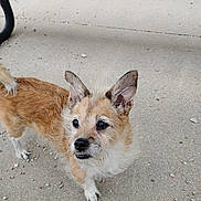 Bandit joined the competition — help win amazing prizes! dog, pet, animal, canine, ears, fur, outdoor, concrete, alert, small_dog, curious, standing, whiskers, tail, paws, brown_fur, white_fur, close_up, daylight, texture