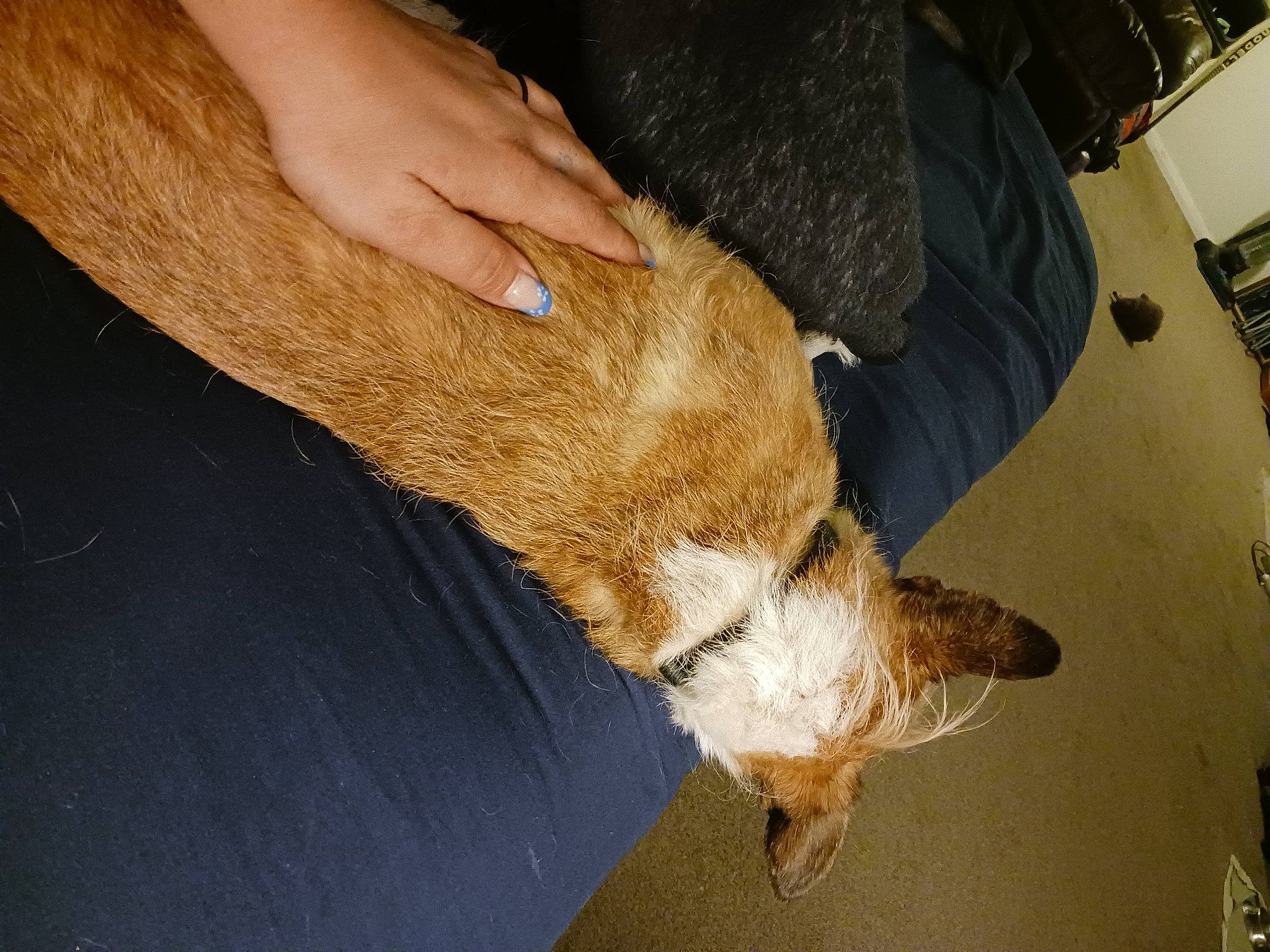 Bandit joined the competition — help win amazing prizes! canidae, carnivore, claw, companion_dog, dog, dog_breed, fawn, felidae, flooring, fur, human_leg, mammal, paw, small_to_medium_sized_cats, snout, sporting_group, tail, whiskers, wood, working_animal