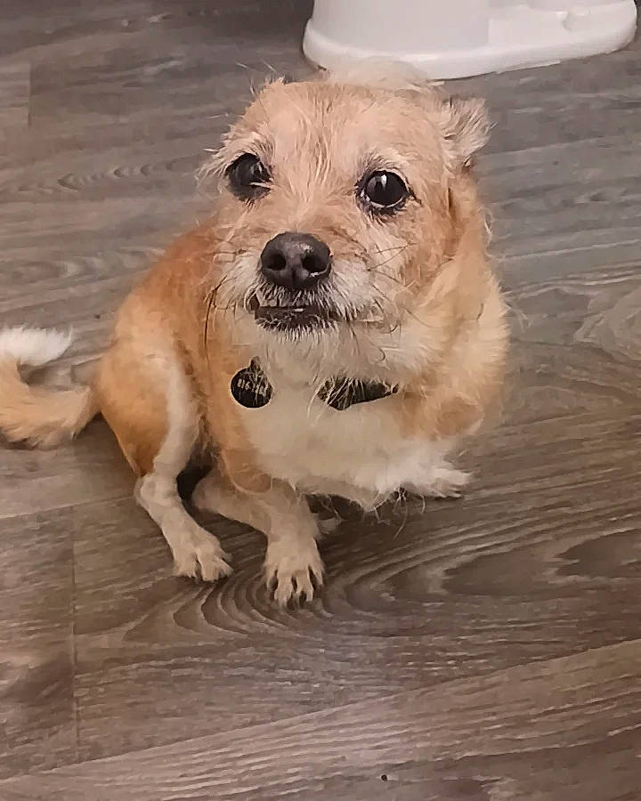 Bandit joined the competition — help win amazing prizes! canidae, carnivore, collar, companion_dog, dog, dog_breed, dog_clothes, dog_collar, dog_supply, fur, happy, hardwood, paw, puppy_love, small_terrier, sporting_group, terrier, toy_dog, wood, working_animal