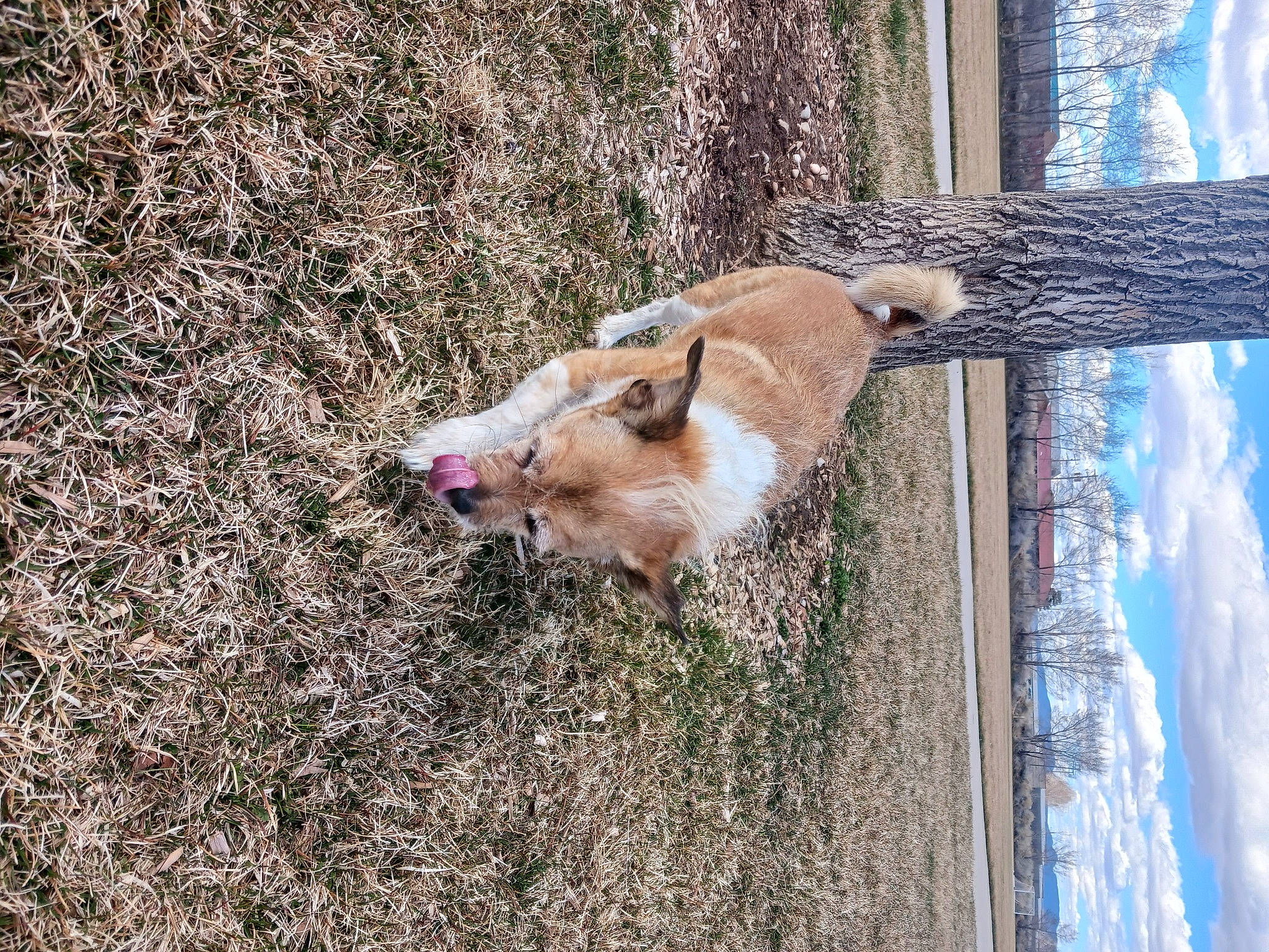 Bandit is registered to the contest to win money with this photo: canidae, carnivore, cloud, dog, dog_breed, fawn, felidae, fur, grass, plant, sky, snout, soil, sporting_group, tail, terrestrial_animal, tree, trunk, water, wood