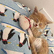 Mango is registered to the contest to win money with this photo: kitten, sleeping, orange_cat, plush_toy, blanket, penguin_pattern, cozy, cute, indoor, resting, fur, pet, animal, small, adorable, relaxation, soft, domestic, young, peaceful
