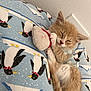 kitten, sleeping, orange_cat, plush_toy, blanket, penguin_pattern, cozy, cute, indoor, resting, fur, pet, animal, small, adorable, relaxation, soft, domestic, young, peaceful