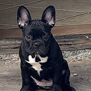 Pinky joined the competition — help win amazing prizes! animal, black_and_white, black_dog, concrete, cute, dog, ears, floor, french_bulldog, front_view, fur, looking, outdoor, pet, portrait, puppy, sitting, small_dog, steps, young