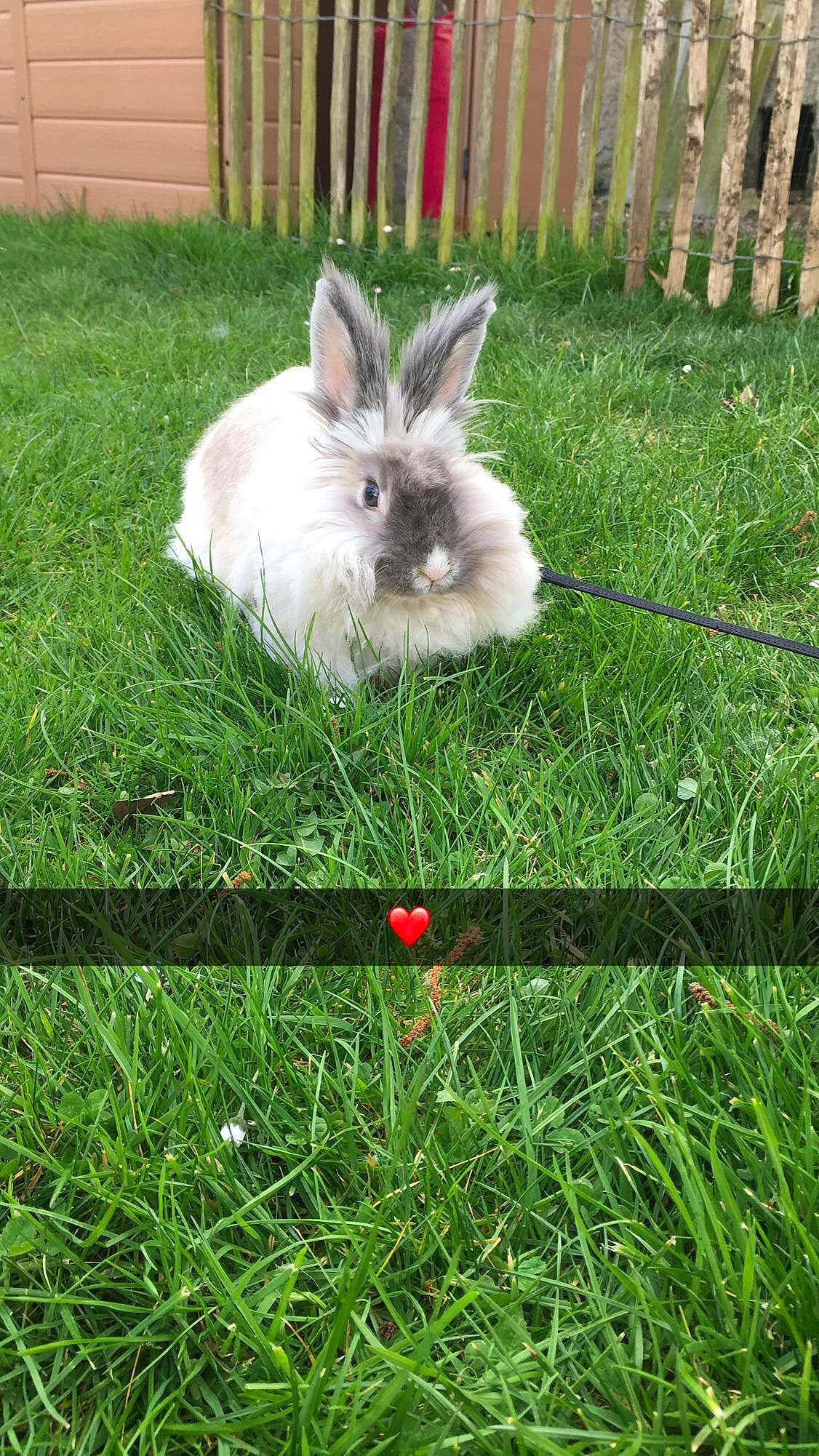Cracotte a rejoint le concours — aidez-le/la à gagner de superbes lots ! angora_rabbit, domestic_rabbit, easter_bunny, fawn, grass, grass_family, hare, lawn, plant, rabbit, rabbits_and_hares, snowshoe_hare, whiskers, wood_rabbit