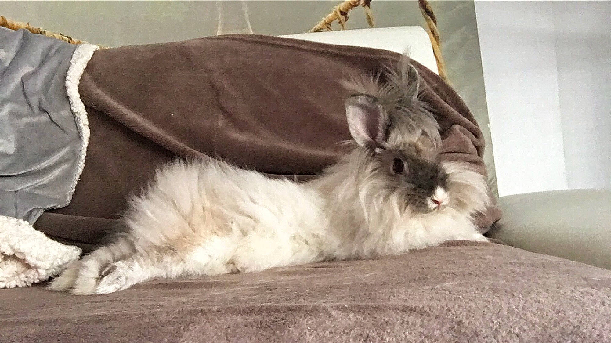 Cracotte a rejoint le concours — aidez-le/la à gagner de superbes lots ! angora_rabbit, cat, domestic_rabbit, fawn, felidae, fur, hare, rabbit, rabbits_and_hares, whiskers