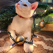Willow is registered to the contest to win money with this photo: animal, carpet, cat, christmas_lights, closeup, cozy, curious, decorations, festive, golden_ball, greenery, holiday, indoor, lighting, ornament, paws, pet, soft_texture, whiskers, white_cat