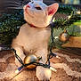 animal, carpet, cat, christmas_lights, closeup, cozy, curious, decorations, festive, golden_ball, greenery, holiday, indoor, lighting, ornament, paws, pet, soft_texture, whiskers, white_cat