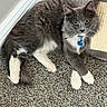 cat, gray_cat, white_paws, fluffy_fur, carpet, scratching_post, pet, indoor, collar, blue_tag, relaxed, curious, animal, feline, whiskers, ears, tail, paw, resting, closeup