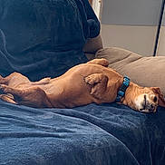 Flynn is registered to the contest to win money with this photo: animal, blanket, brown_dog, canine, collar, comfortable, couch, cozy, dog, domestic, furniture, home, indoor, lying_down, nap, paw, pet, relaxed, resting, sideways