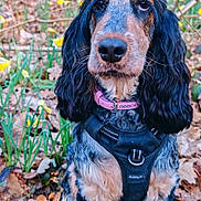 Lilas a rejoint le concours — aidez-le/la à gagner de superbes lots ! dog, outdoor, forest, leaves, flowers, nature, pet, animal, sitting, black_harness, pink_collar, autumn, brown, black, fur, ears, eyes, ground, plants, sunlight