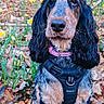 dog, outdoor, forest, leaves, flowers, nature, pet, animal, sitting, black_harness, pink_collar, autumn, brown, black, fur, ears, eyes, ground, plants, sunlight
