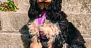 Lilas participe au concours pour gagner de l'argent avec cette photo : dog, pet, animal, outdoor, steps, concrete, purple_harness, black_and_tan, fluffy, sitting, sunlight, greenery, fur, ears, nose, paws, portrait, canine, nature, calm
