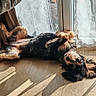 dog, indoor, sunlight, floor, curtain, glass_door, pet_bed, relaxing, lying_down, wood_floor, shadow, cozy, resting, domestic_animal, canine, fur, home, comfort, casual, peaceful