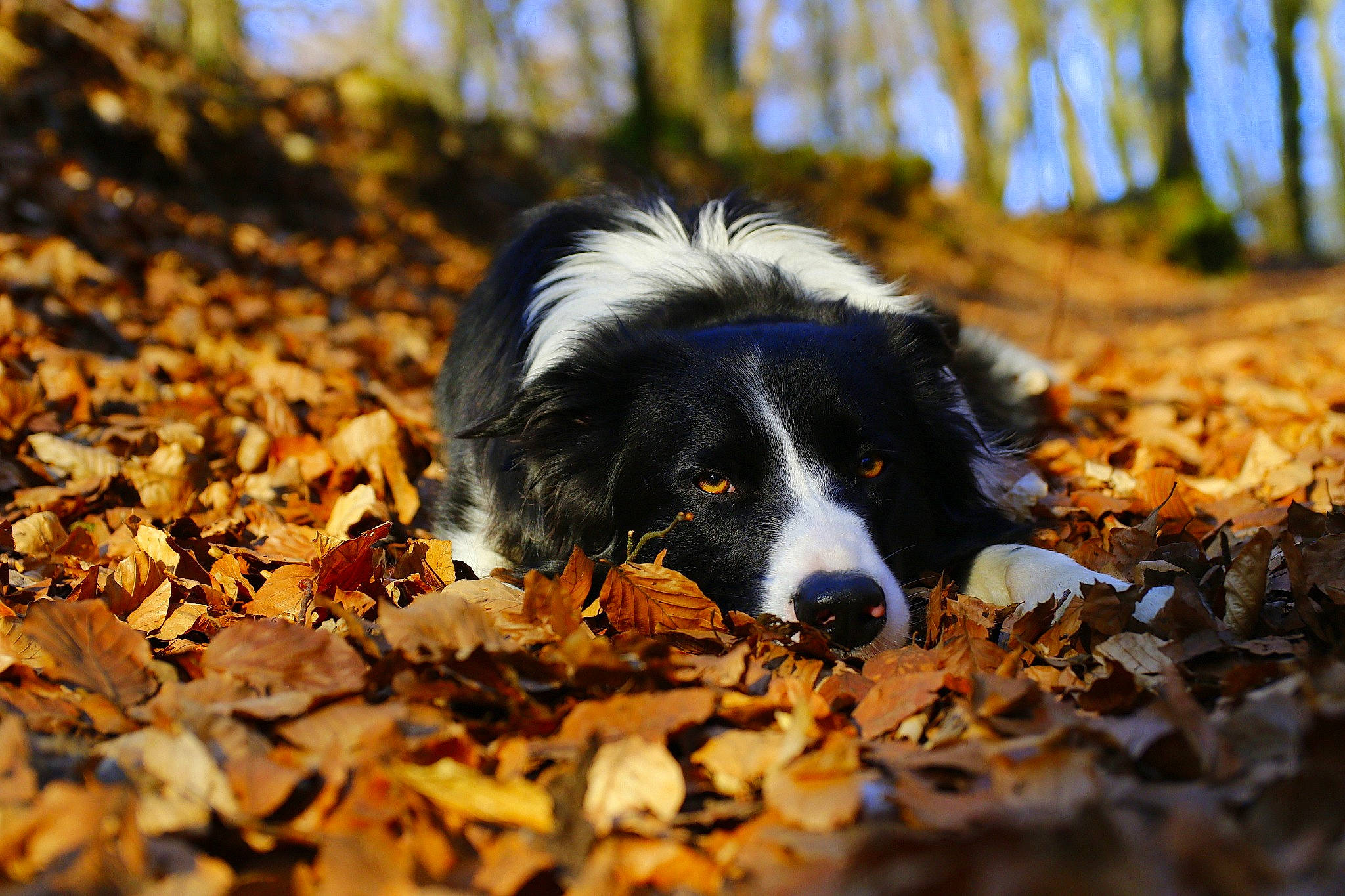 Olaf In The Name Of Love a rejoint le concours — aidez-le/la à gagner de superbes lots ! australian_shepherd, autumn, border_collie, canidae, carnivore, companion_dog, dog, dog_breed, english_shepherd, herding_dog, leaf, mammal, snout, sporting_group, stabyhoun, tree, vertebrate, working_dog