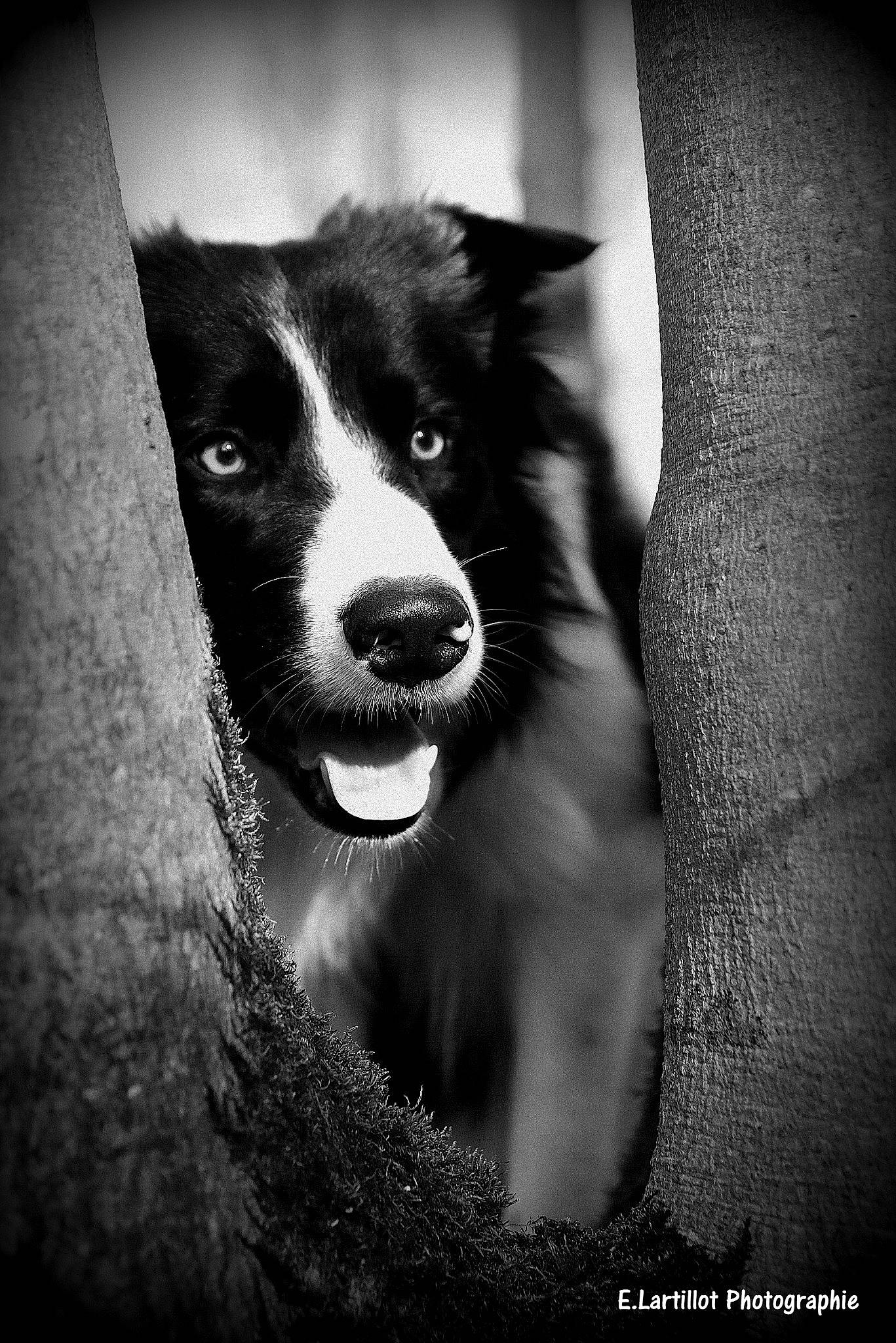 Olaf In The Name Of Love participe au concours pour gagner de l'argent avec cette photo : australian_shepherd, black, black_and_white, border_collie, canidae, carnivore, dog, dog_breed, eye, herding_dog, mammal, monochrome, monochrome_photography, nose, snout, sporting_group, style, whiskers