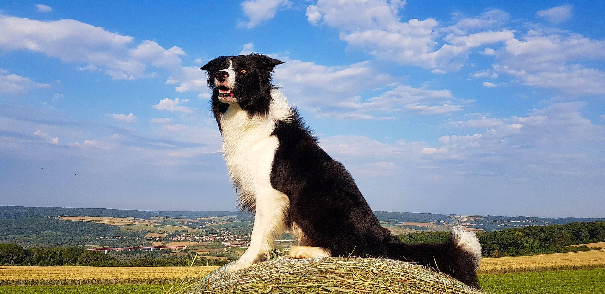Olaf In The Name Of Love a rejoint le concours — aidez-le/la à gagner de superbes lots ! australian_collie, australian_shepherd, border_collie, canidae, carnivore, companion_dog, dog, dog_breed, english_shepherd, herding_dog, mammal, rare_breed_dog, sporting_group, stabyhoun, tornjak, vertebrate, welsh_sheepdog, working_dog