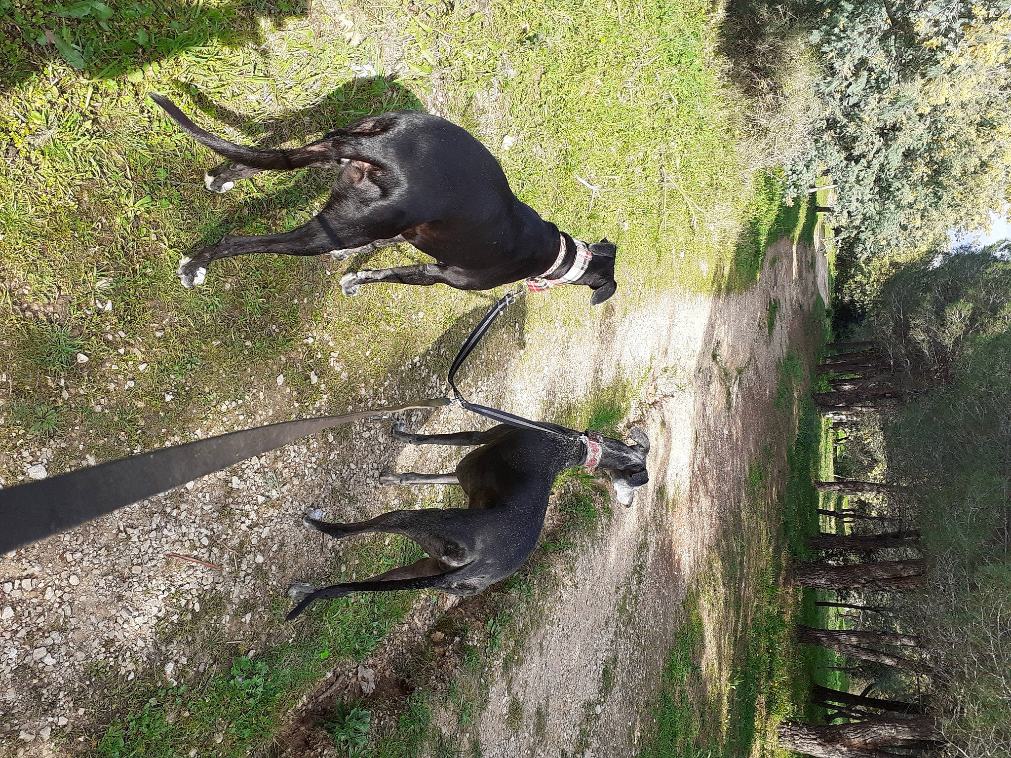 Kapi a rejoint le concours — aidez-le/la à gagner de superbes lots ! canidae, carnivore, dog, dog_breed, grass, hunting_dog, plant, shadow, sporting_group, tail, terrestrial_animal, tree, trunk, wildlife, wood, working_animal