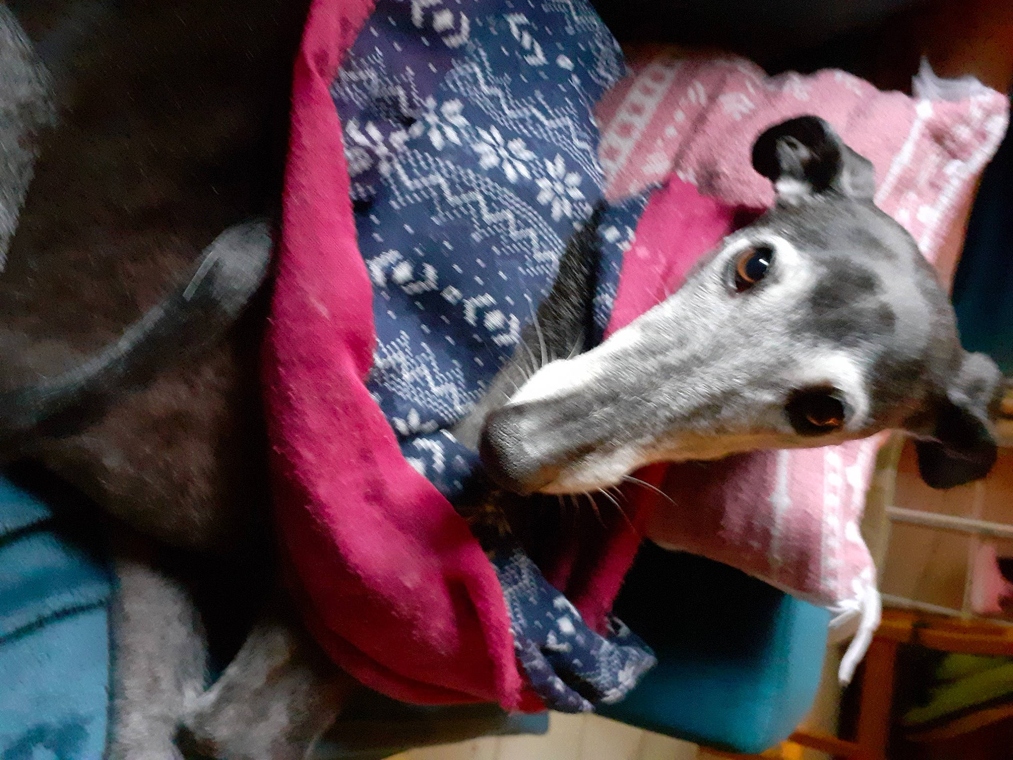 Kapi a rejoint le concours — aidez-le/la à gagner de superbes lots ! canidae, carmine, carnivore, collar, comfort, companion_dog, dog, dog_breed, dog_supply, fawn, fur, magenta, magyar_agar, non_sporting_group, polish_greyhound, rampur_greyhound, sighthound, snout, sporting_group, working_animal