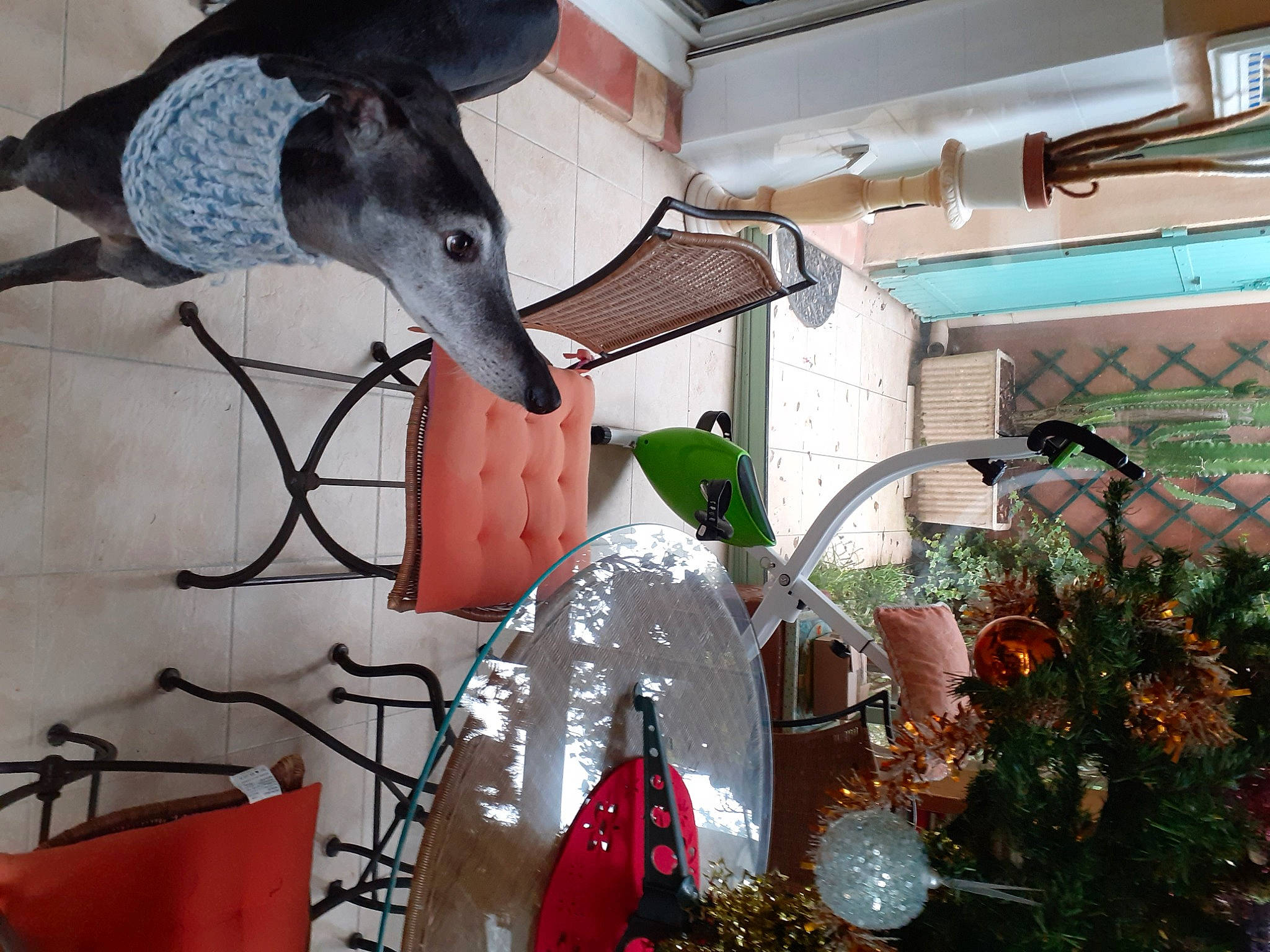 Kapi a rejoint le concours — aidez-le/la à gagner de superbes lots ! beak, bird, carmine, ceiling, christmas_decoration, christmas_ornament, design, dinosaur, event, glass, holiday, holiday_ornament, metal, ornament, plant, room, snapshot, twig, white, wood