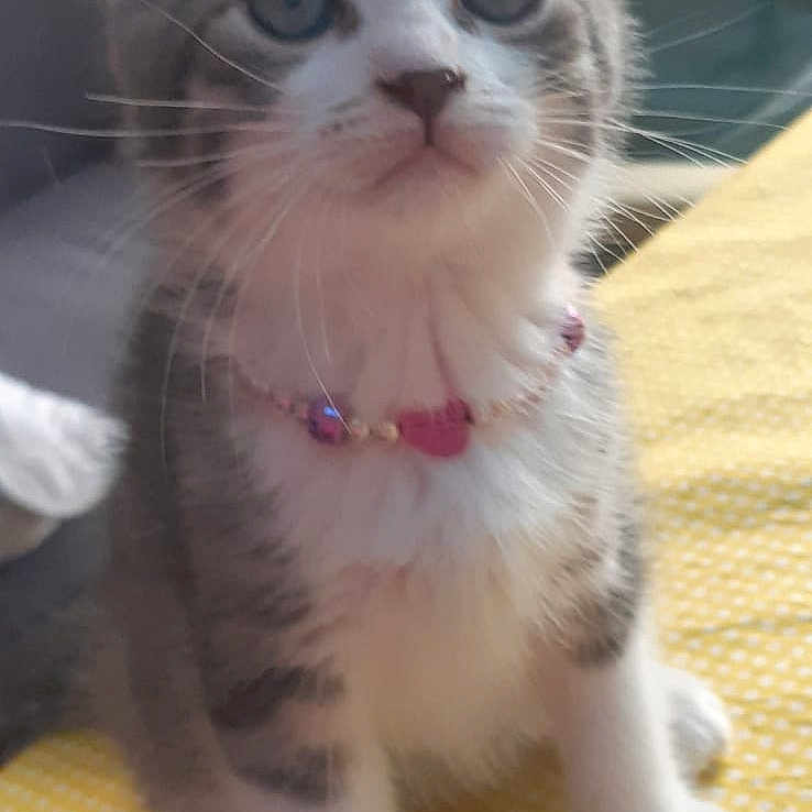 Youkie