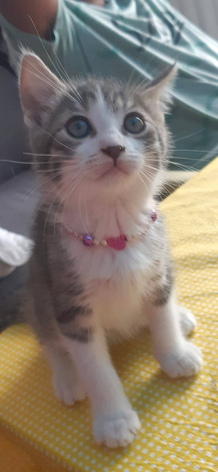 Youkie participe au concours pour gagner de l'argent avec cette photo : abyssinian, accessories, animal, bracelet, cat, cushion, face, furniture, head, homedecor, indoors, jewelry, kitten, manx, necklace, person, pet, photography, portrait, strap