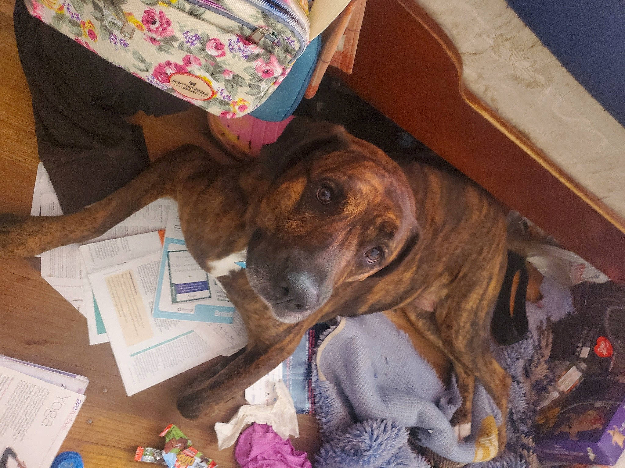 Abby joined the competition — help win amazing prizes! box, canidae, carnivore, chair, comfort, companion_dog, dog, dog_breed, fawn, fur, liver, spaniel, sporting_group, wood, working_animal